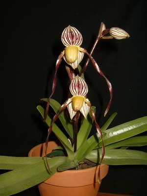 Paphiopedilum philippinense var. roebelenii