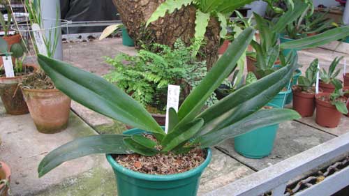 Paphiopedilum philippinense var. roebelenii