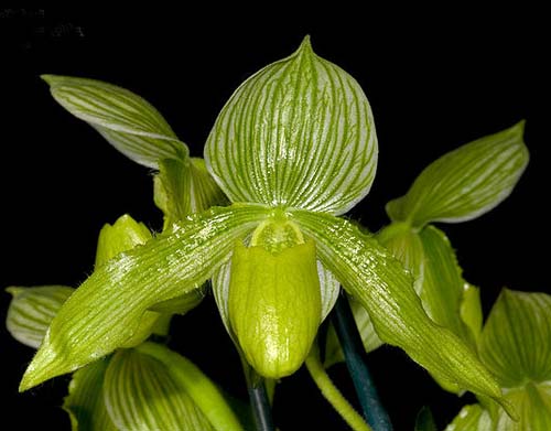 Paphiopedilum Somers Isles 'Green Bird' x Paphiopedilum philippinense var. album 'Charming'