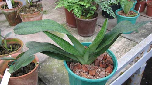 Paphiopedilum Somers Isles 'Green Bird' x Paphiopedilum philippinense var. album 'Charming'