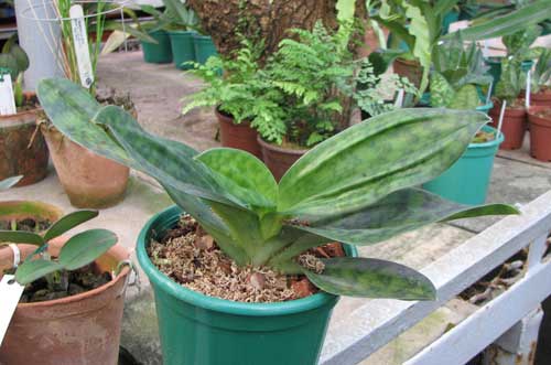 Paphiopedilum Red Horizon 'In-Charm' x Paphiopedilum Hsinying Web 'In-Lim'
