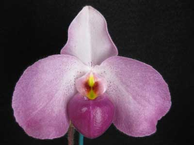 Paphiopedilum delenatii 'In-Charm' x Paphiopedilum vietnamense 'In-Charm'