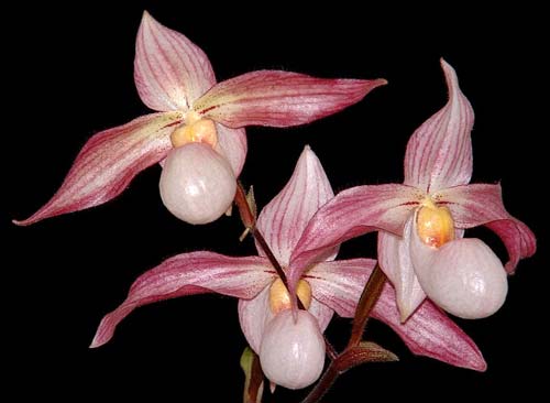 Paphiopedilum delenatii x Paphiopedilum Deena Nicol 'In-Charm'
