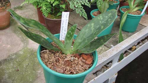 Paphiopedilum Somers Isles 'Ho Peng' x Paphiopedilum (Alma Gavaert x Mishima Citron) 'Daya'
