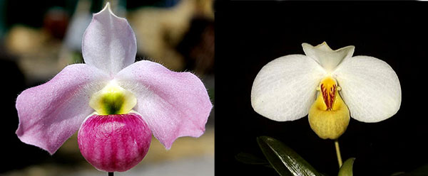 Paphiopedilum emersonii '#1' x Paphiopedilum vietnamense '#5'