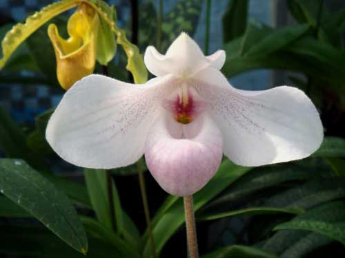 Paphiopedilum delenatii 'Giant' x Paphiopedilum hangianum 'Hsiao'