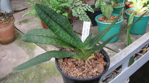 Paphiopedilum delenatii 'Giant' x Paphiopedilum hangianum 'Hsiao'