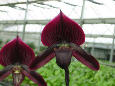 Paphiopedilum Pulsar 'Grande' x Paphiopedilum Macabre 'Elim'
