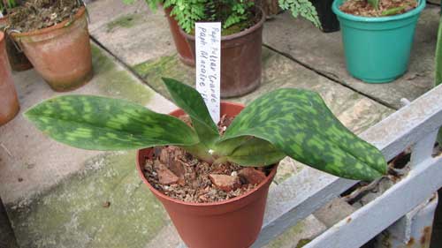 Paphiopedilum Pulsar 'Grande' x Paphiopedilum Macabre 'Elim'