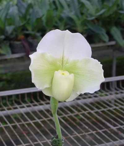 Paphiopedilum In-Charm Greenery 'In-Charm' x Paphiopedilum In-Charm White 'Tai Min'