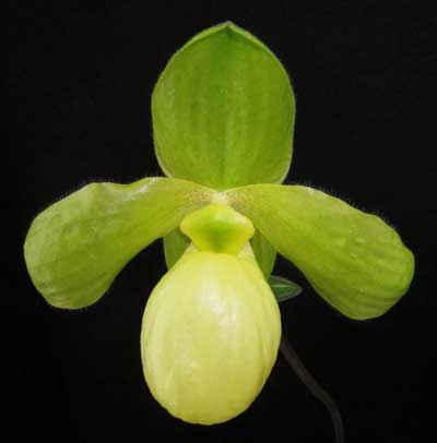 Paphiopedilum primulinum 'Fountain' x Paphiopedilum armeniacum '#26'