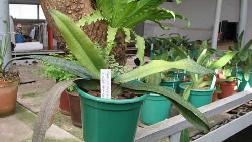 Paphiopedilum primulinum 'Fountain' x Paphiopedilum armeniacum '#26'