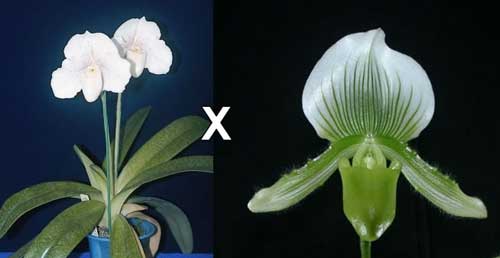 Paphiopedilum Alma Gavaert 'H.B' x Paphiopedilum In-Charm White 'Chao Chou'