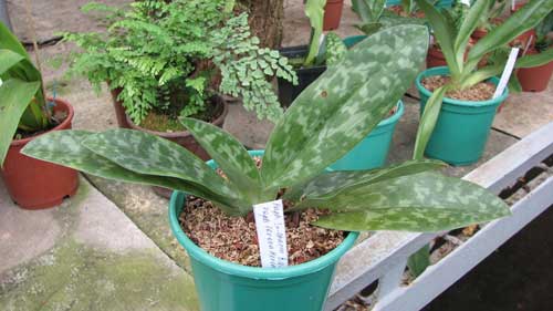Paphiopedilum In-Charm Rainbow 'Greenery' x Paphiopedilum (Green Heron x Makuli) 'In-Charm'