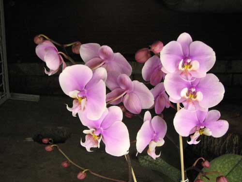 Phalaenopsis schilleriana 'Wan Dan' x Doritaenopsis Hsinying Maki 'Shot Gun'
