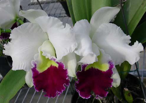 Laeliocattleya Orglade's Grand 'Yu Chang Beauty' (Mildred Rives x Persepolis)