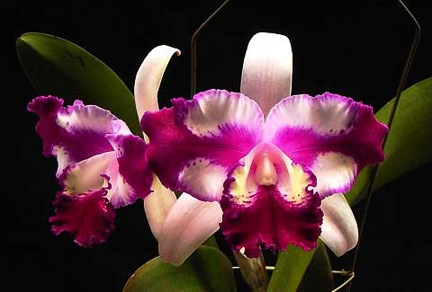 Laeliocattleya Taiwan Beauty 'Dubble Face' (C. Interglossa x Lc. Shellie Compton)