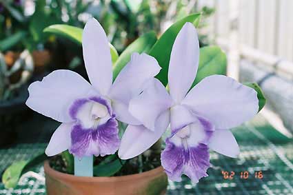 Laeliocattleya Mini Purple 'Blue Pacific' (pumila x walkeriana)