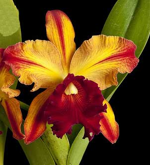 Brassolaeliocattleya Toshie Aoki 'Pizazz Subv OC' (Blc. Faye Miyamoto x Blc. Waianae Flare)