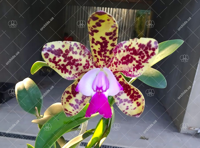 Cattleya Green Emerald 'Orchid Queen' (Cattleya Elizabeth Mahon x Cattleya Thospol Spot)