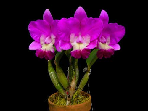 Laeliocattleya Love Knot 'Sato' (sincorana x walkeriana)