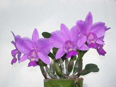 Laeliocattleya Aloha Case 'Ching Hua' (Mini Purple x walkeriana)