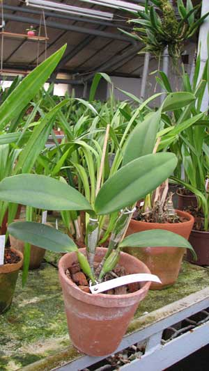 Laeliocattleya Mini Song 'La Primera Morada' (Mini Purple x Mari's Song)