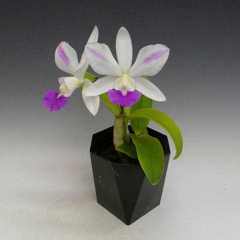 Laeliocattleya Dakao 'Flamea Enami' (Lc. Flirtatious Okami x C. walkeriana)
