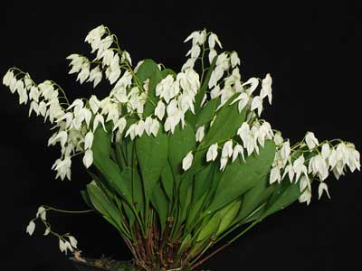 Pleurothallis pterophora