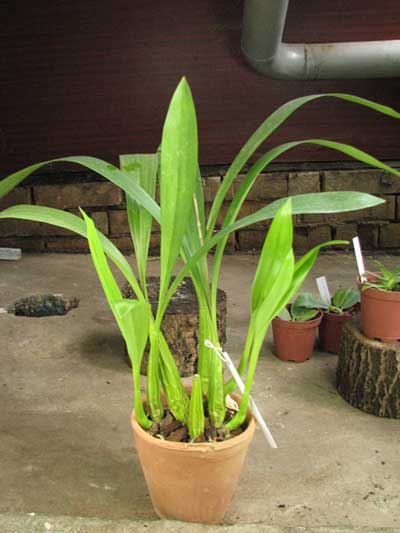 Coelogyne lawrenceana