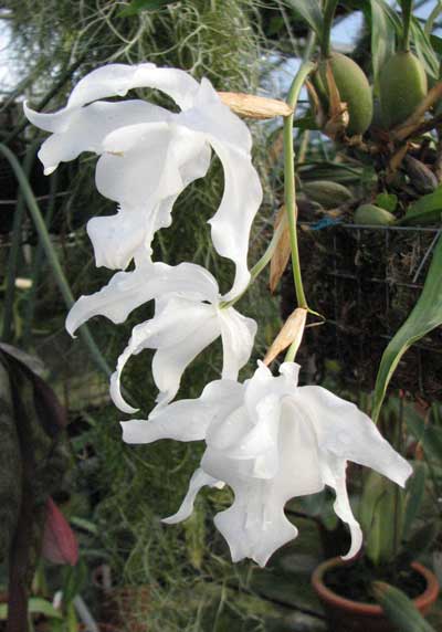 Coelogyne cristata var. hololeuca