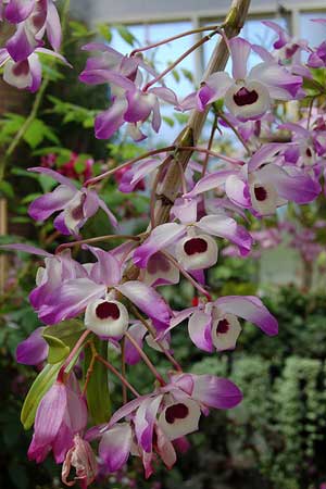 Dendrobium Cybelle