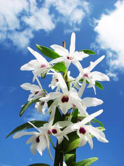 Dendrobium Cassiope