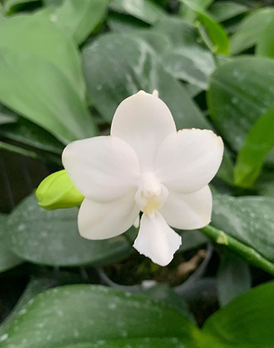 Phalaenopsis Tzu Chiang Chrisna (Phalaenopsis Timothy Christopher x Phalaenopsis Yungho Geld Canary)