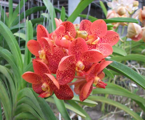 Ascocenda Phairot x Ascocenda Yip-Gua Chia Long
