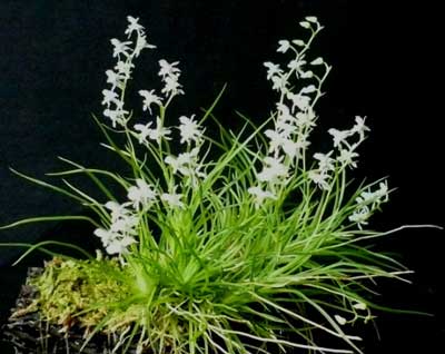 Phymatidium tillandsioides