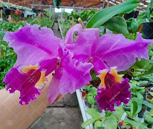 Cattleya lueddemanniana (Morena x OK-2) 'N 1' x lueddemanniana dark lip splash