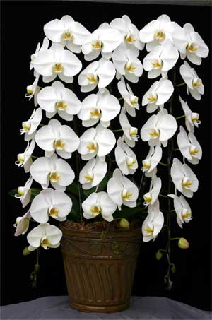 Phalaenopsis Sogo Yukidian 'V3'