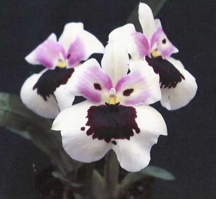 Miltonia Monterey Bay x Miltonia Chris Ellis #2
