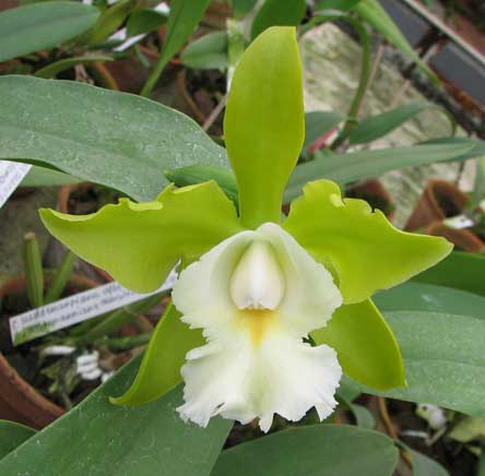 Epilaeliocattleya Siam Jade \'Avo\'