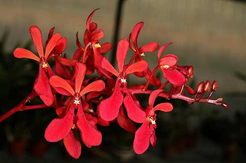 Renanthera storiei