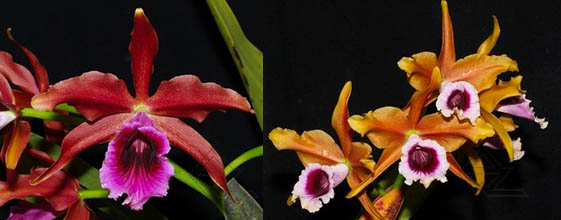 Laelia tenebrosa vinicolor x Laelia tenebrosa 'Richard'