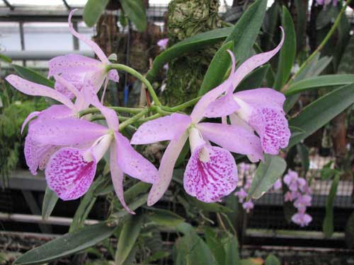 Brassocattleya Maikai 'Mayumi'