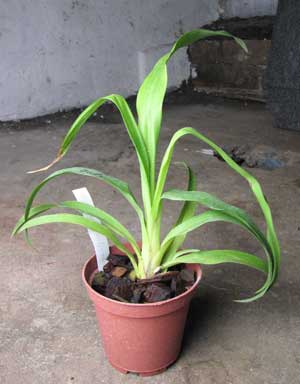 Zygopetalum (Pinaroo x Titanic)