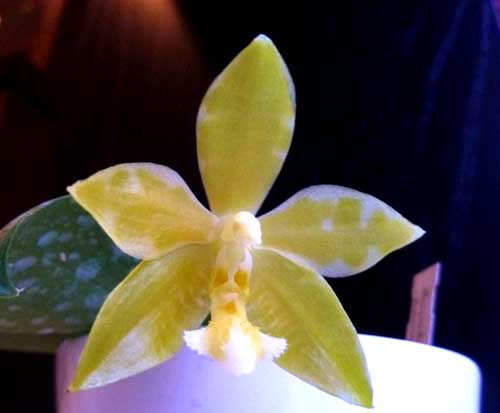 Phalaenopsis Mambo flava