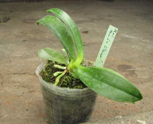 Phalaenopsis Mambo flava