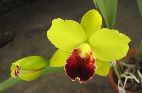 Laeliocattleya Tokyo Magic '6-1' (Cattleya lrene Finney x Laelia briegeri)