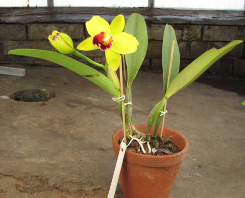 Laeliocattleya Tokyo Magic '6-1' (Cattleya lrene Finney x Laelia briegeri)