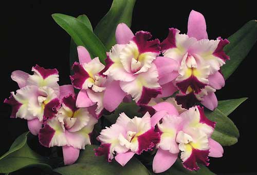 Laeliocattleya Mari\'s Song