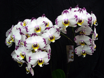 Phalaenopsis Elegant Wibi Soerjadi